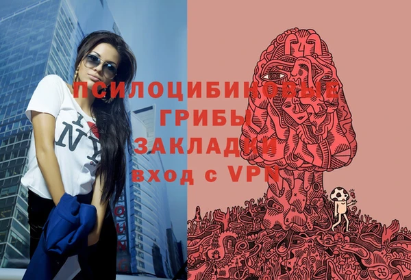прущие грибы Новозыбков