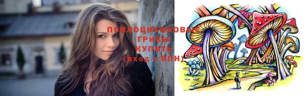 прущие грибы Новозыбков